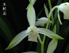 魚魫大貢 魚魫大貢