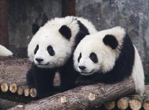 兩隻“世博大熊貓”在熊貓館內張望著參觀的遊客。