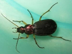 彩角青步甲 彩角青步甲