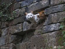 三隻小貓[攝影作品]