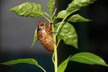 百草村[山東省濰坊市青州市王墳鎮西股村百草村]