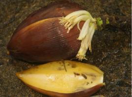 山芭蕉子 山芭蕉子