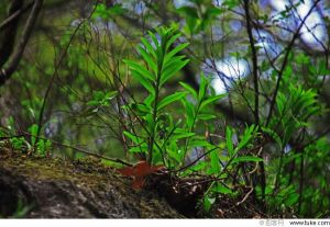 野雉尾金粉蕨（原變種）