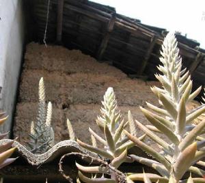 晚紅瓦松 晚紅瓦松