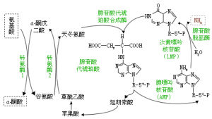 聯合脫氨基反應類型