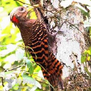 黃嘴栗啄木鳥 黃嘴栗啄木鳥