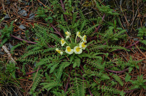 地管馬先蒿 地管馬先蒿