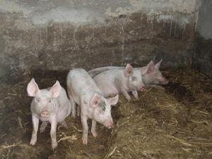 沙溝箐自然村育肥豬
