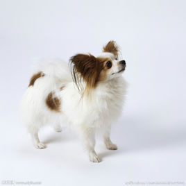 Papillon dog Papillon dog