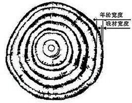 樹木年輪氣候志 樹木年輪氣候志
