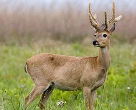 南美草原鹿 南美草原鹿