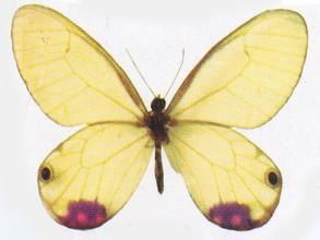 玫瑰水晶眼蝶 玫瑰水晶眼蝶