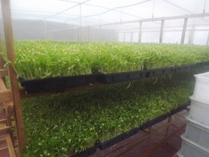 芽苗蔬菜栽培 芽苗蔬菜栽培