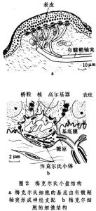 機械刺激感受器