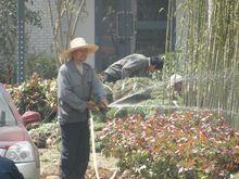 文苑社區[黑龍江桃山區桃南街道下轄社區]