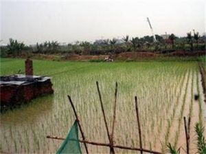 金鰲沙村 金鰲沙村