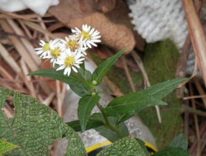 三基脈紫菀 三基脈紫菀