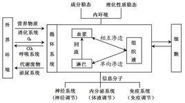 內環境穩態 內環境穩態