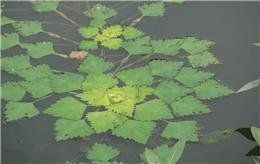 四角大柄菱 四角大柄菱