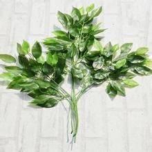 艾膠樹葉 艾膠樹葉