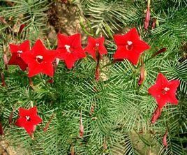 羽葉蔦蘿 羽葉蔦蘿