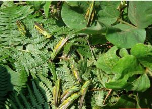 黃脊竹蝗 黃脊竹蝗