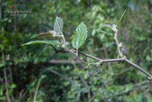 櫧樹（又名：小構樹）