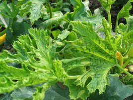 西葫蘆黃化病毒病 西葫蘆黃化病毒病