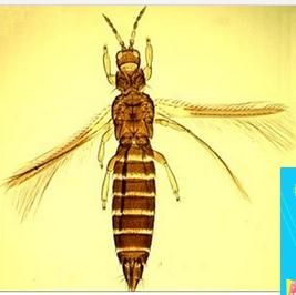 油加律帶薊馬 油加律帶薊馬