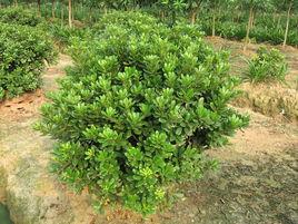 海桐花屬 海桐花屬