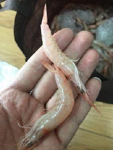 假長縫擬對蝦 假長縫擬對蝦