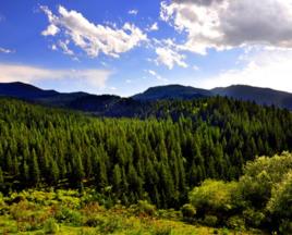 天然林保護工程 天然林保護工程