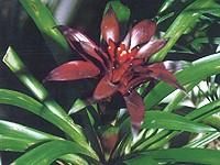 紫擎天鳳梨 紫擎天鳳梨