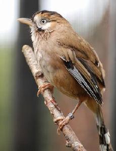 灰翅噪鶥 灰翅噪鶥