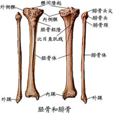 脛骨和腓骨