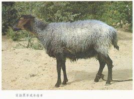 策勒黑羊 策勒黑羊