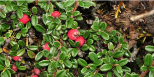 細弱栒子 細弱栒子