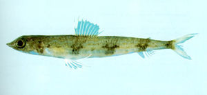 叉斑狗母魚