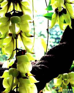 公坑禾雀花 公坑禾雀花