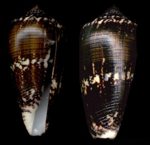 雜色芋螺 雜色芋螺