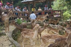 吉隆坡鹿園 吉隆坡鹿園