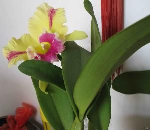 卡特利亞蘭 卡特利亞蘭