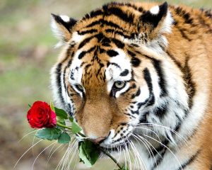 心有猛虎，細嗅薔薇