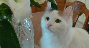 百合花可能引起貓咪中毒