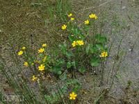 驢蹄草屬 驢蹄草屬