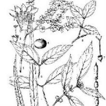 島虎刺組 島虎刺組