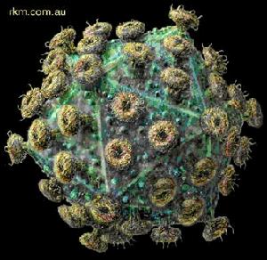 逆轉錄病毒科 逆轉錄病毒科