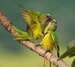 粟額金剛鸚鵡 粟額金剛鸚鵡