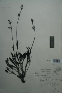 多裂腺毛蠅子草 多裂腺毛蠅子草