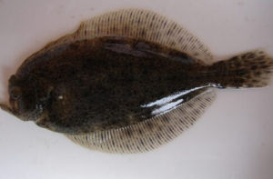 大西洋漠斑牙鮃 大西洋漠斑牙鮃